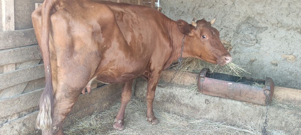 Продам корову на хозяйство