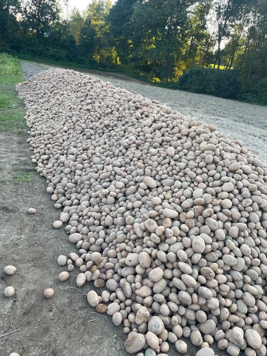 Ziemniaki Irga biała – prosto od producenta