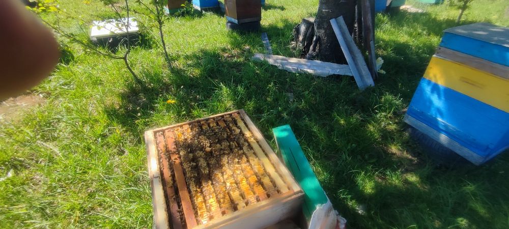 Продам свіжий Липовий медочок