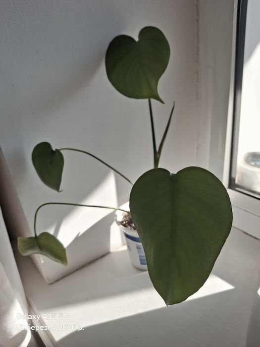 Вазон Монстера, кімнатна рослина