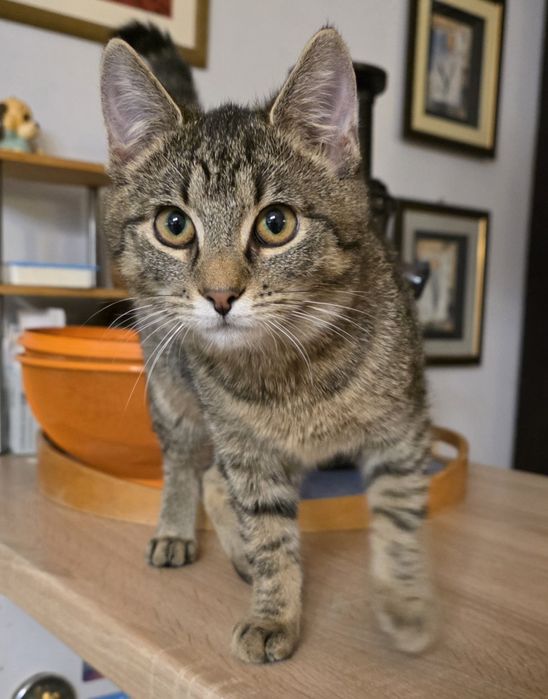 Kotka ok.5.5 miesiąca szuka kochającego domku.