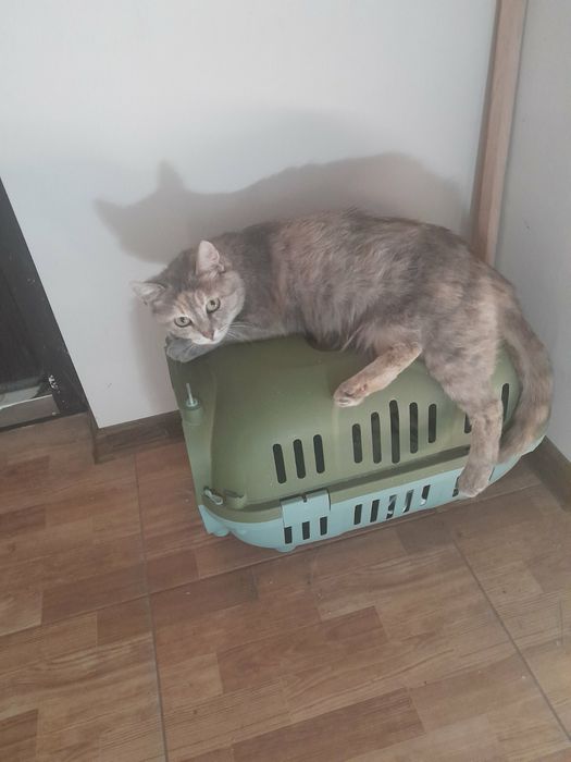 кошка     ищет   дом