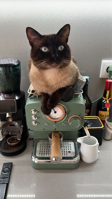 Dois gatos de Tonkine para adoção responsável