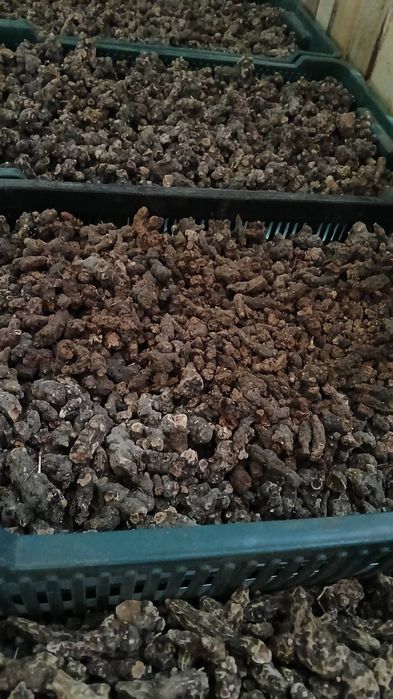 Продам корінь калгану