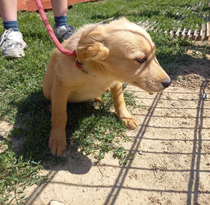 Pieski do adopcji!