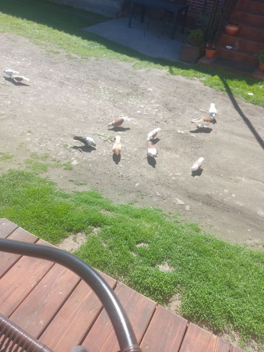Sprzedam gołebie ozdobe i pocztowe
