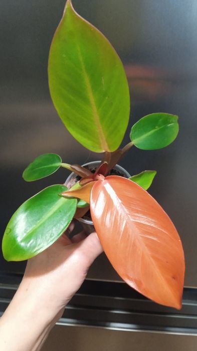 Філодендрон , Монстера, Епіпремнум