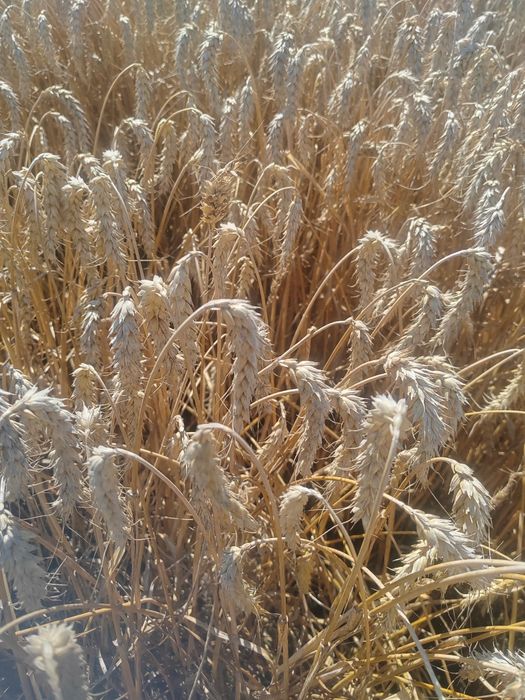 Pszenica Buldozer  krauzer