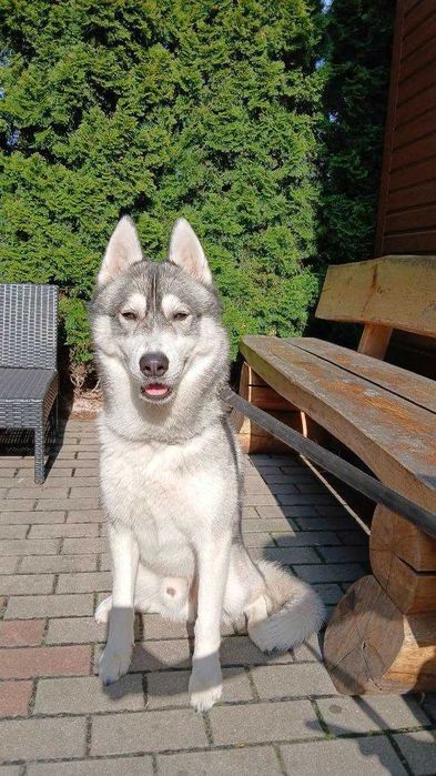 HUSKY szuka domu