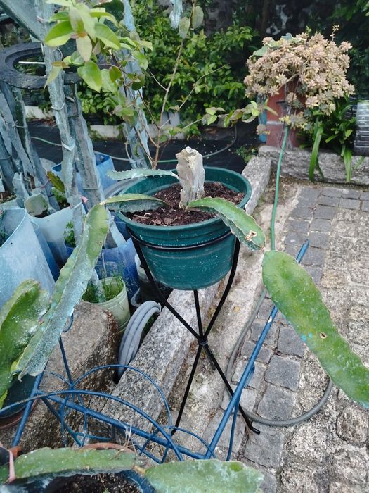 pitaya em vasos polpa branca