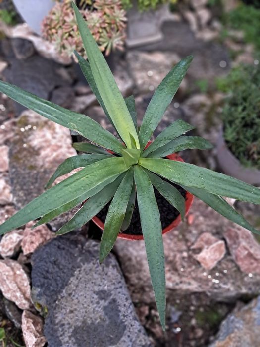 Yuca, Yucca (Iúca),Yucca gigantea