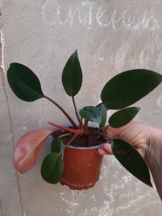 Комнатные адаптированные цветули