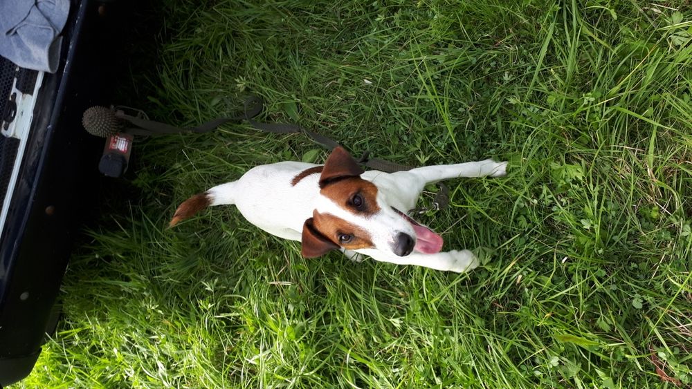 Вязка.Гладкошерстний фокстерєр 6 роки.