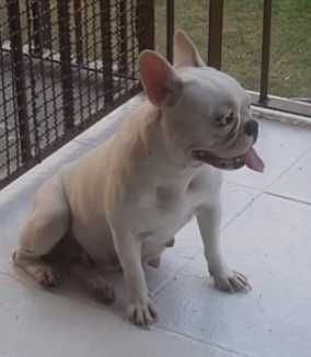 Bulldog francês fêmea
