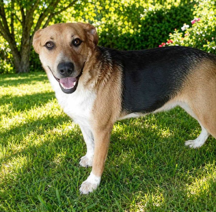 Fajna mądra suczka do adopcji.