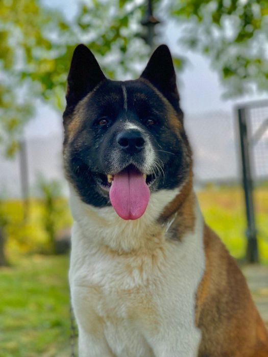 Американська Акіта вʼязка