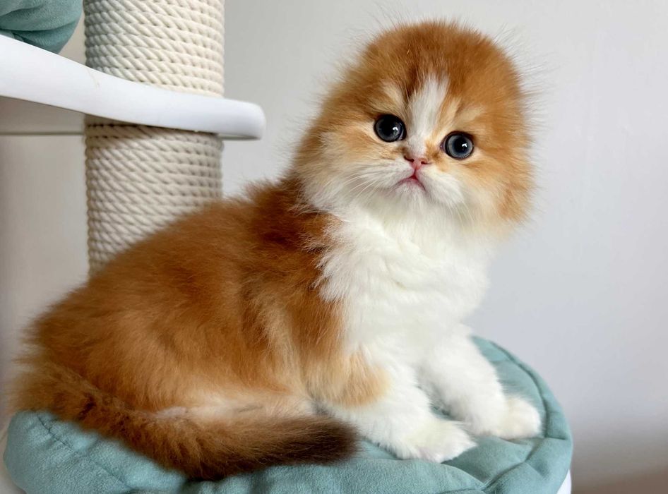 Kotek szkocki fold długowłosy z rodowodem PZF/WCF