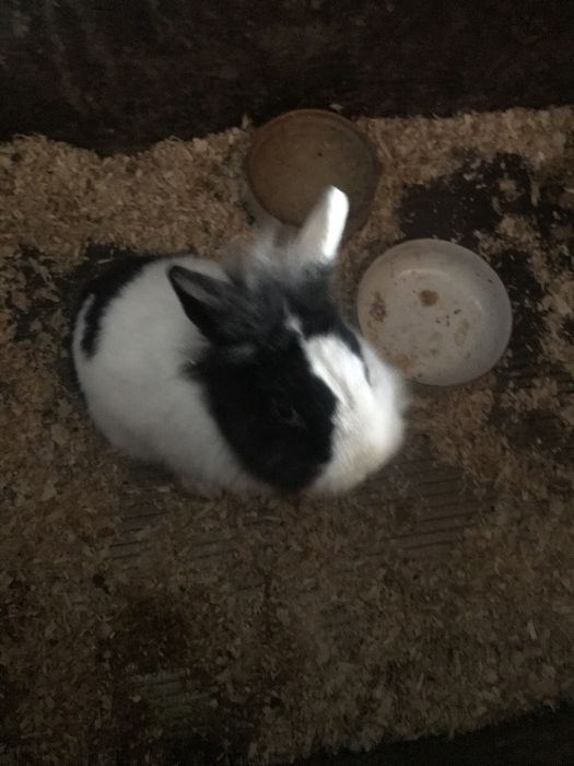 Kroliczek lucek do adopcji za darmo