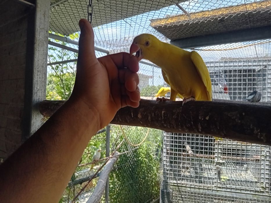 Ring neck lutino Macho  domesticado.