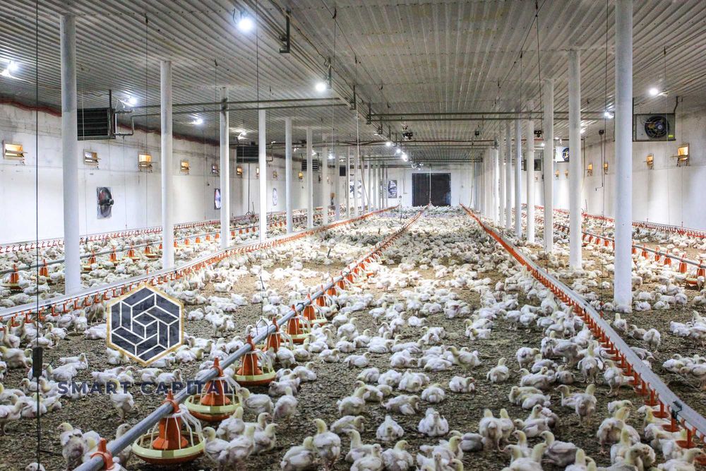 Продаж Діючого Виробництва Птахівництво Ферма Луб'янка під Києвом