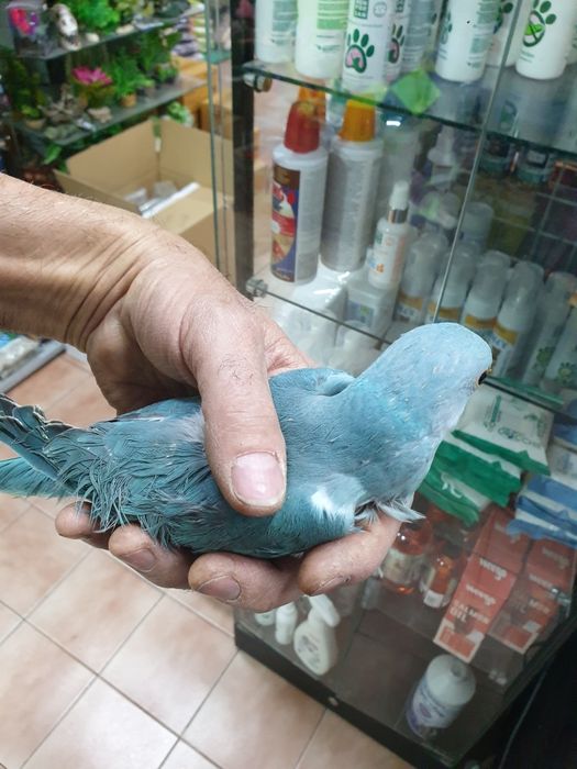 Ring neck demosticados