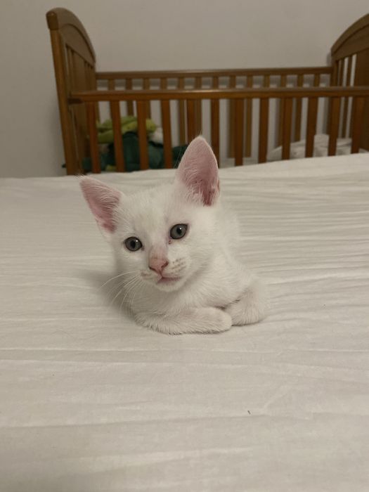 Gatinhos para adoção responsável