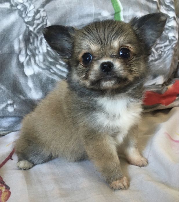 Детки мини чихуа