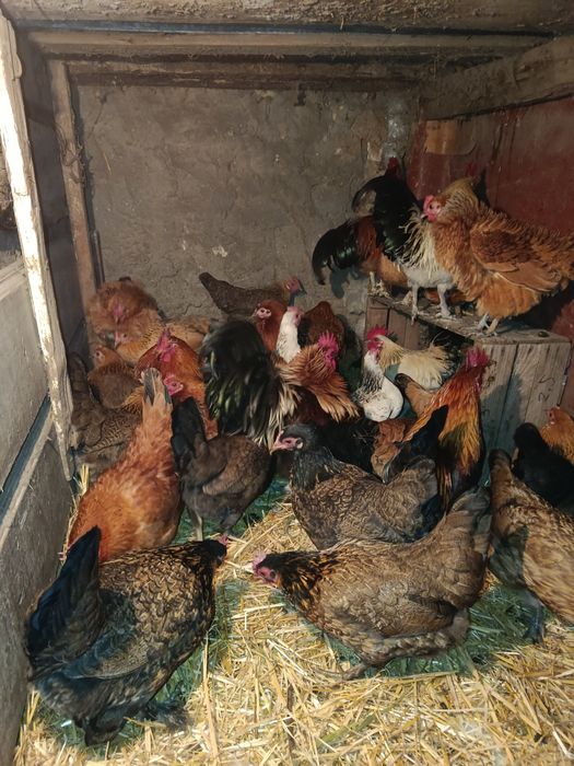 Курочки бентамочки инкубационное яйцо