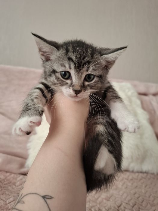 Кошенята в люблячі руки