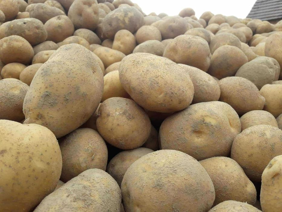 Sprzedam ziemniaki Lilly