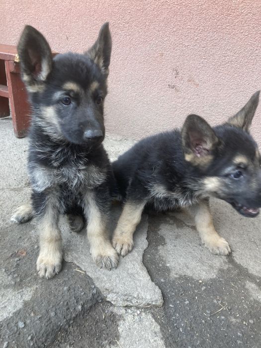 Продам цуценят Німецької вівчарки Умань