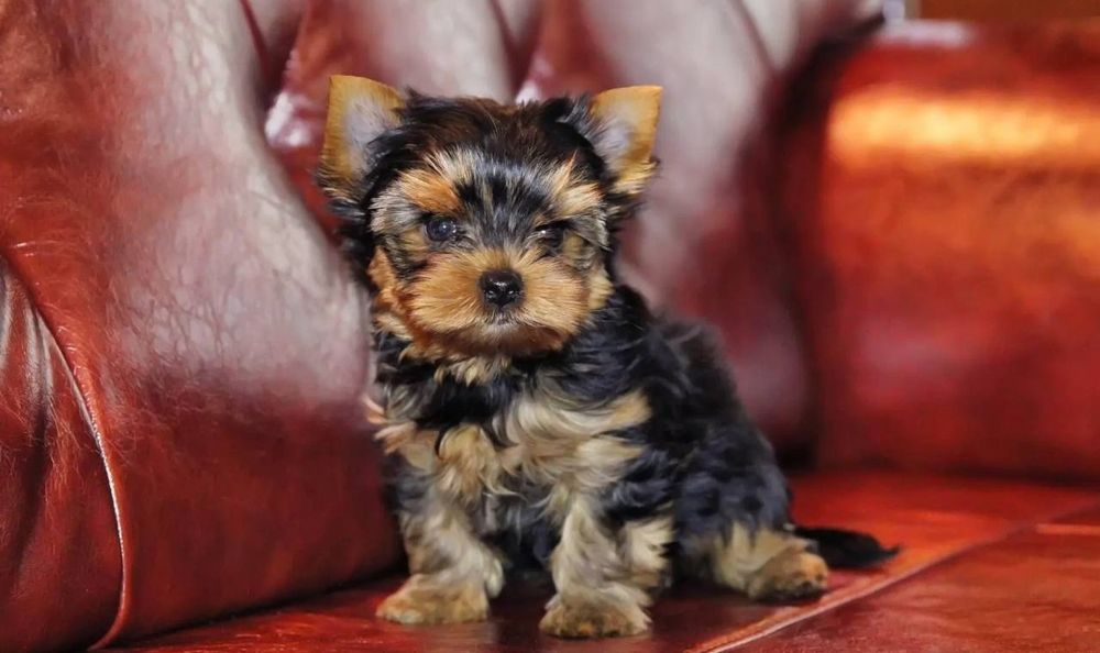 Йоркширский терьер