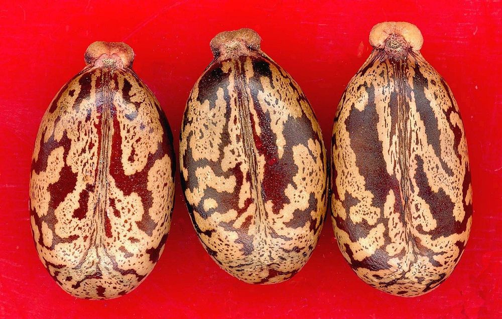 Sementes de Ricino / Castor Seeds
