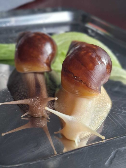 Sprzedam Ślimaki afrykańskie Lissachatina (Achatina)fulicia +terrarium