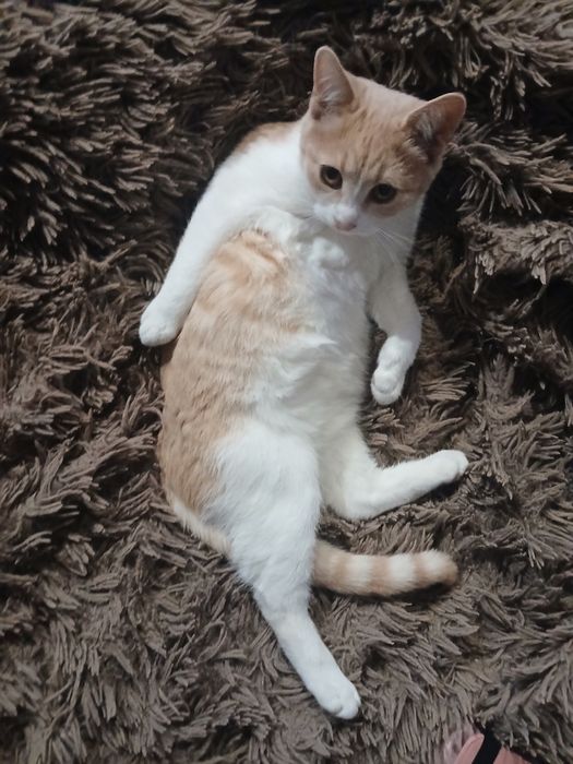 Віддам в добрі руки 2 рижулі - дівчинки