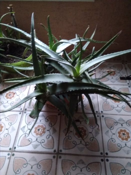 продаю алоє вера