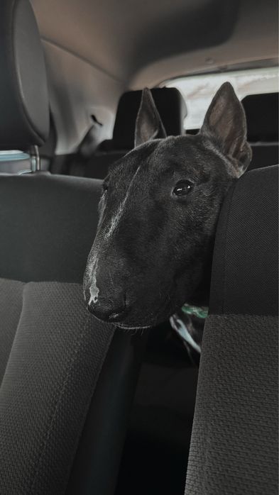 Bull terrier miniatura macho