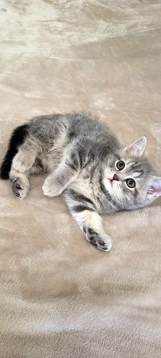 Скотіш страйт дівчинка