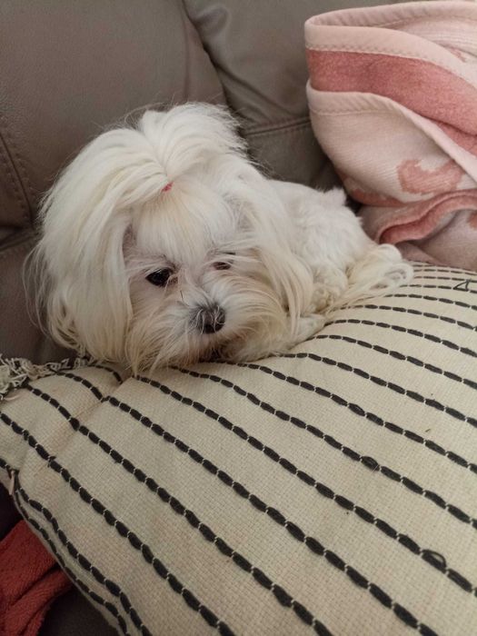 Maltipoo, Maltańczyk z Pudlem suczka samica Częstochowa
