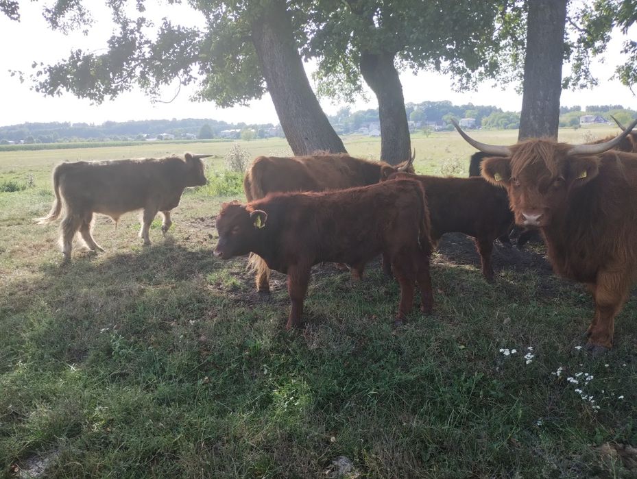 Byczki odsadki Salers highland cattle