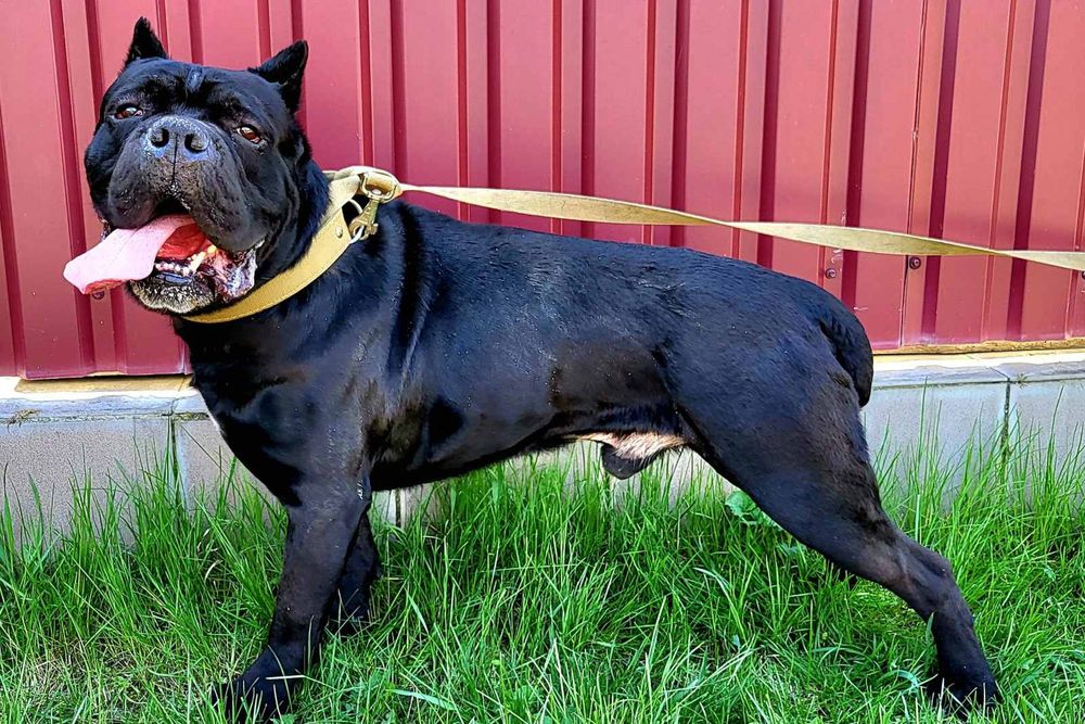 Вязка Кане корсо