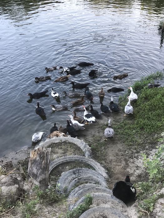 Індокачки, німці, німі качки, шипуни