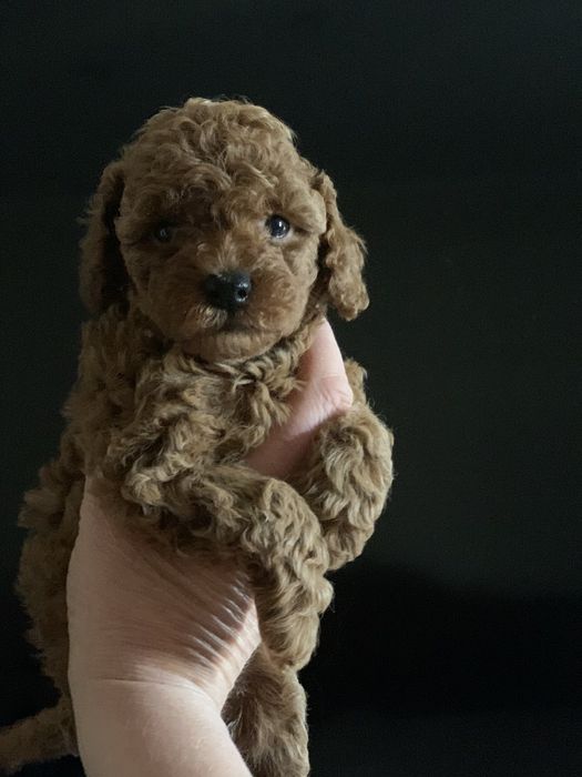 Вязка мальчик той пудель