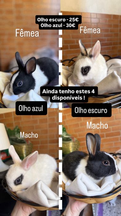 Coelho anão