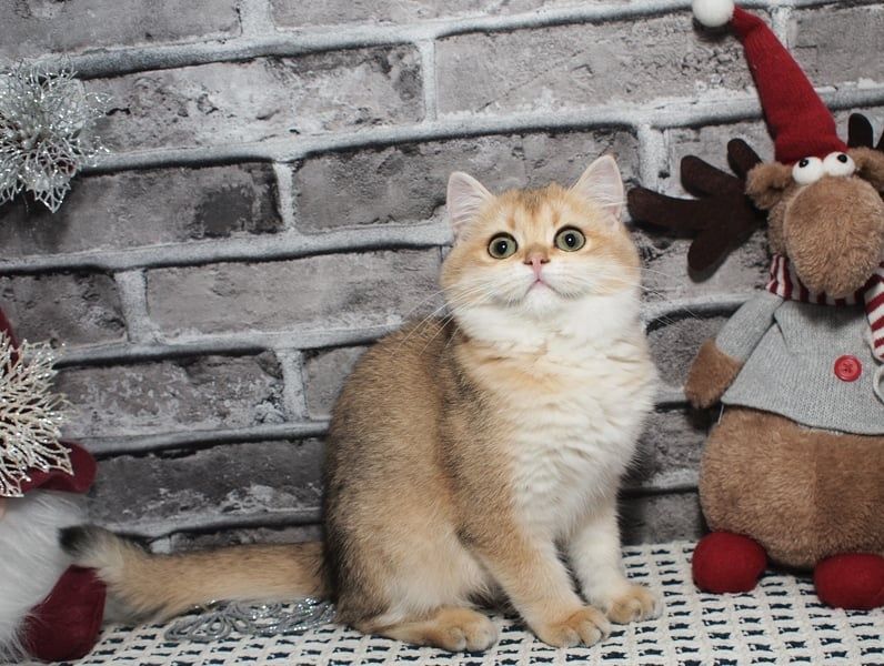 Для бронювання чарівна золота Британочка