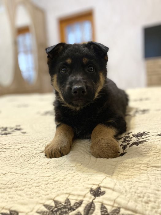 Німецька вівчарка