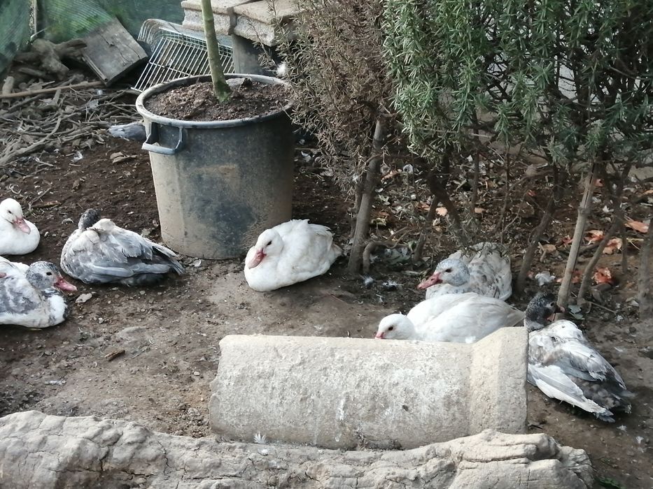 Patos Mudos com 6 meses