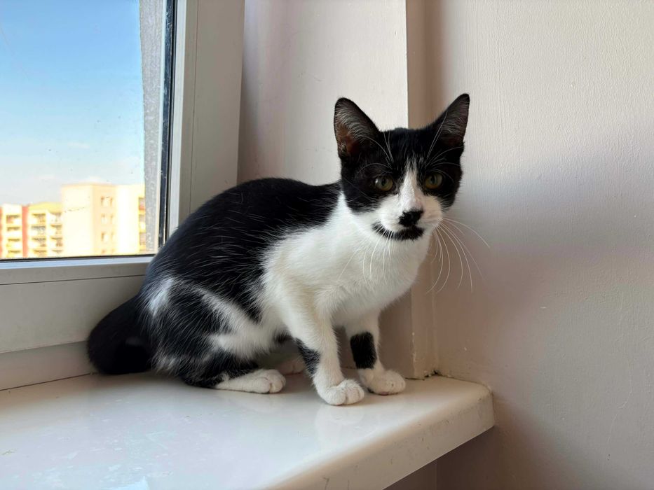 Półroczka koteczka do adopcji