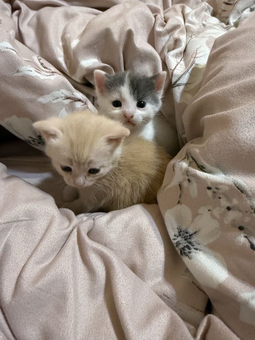 Котенятка миленькі