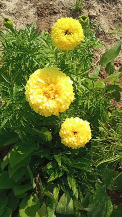 Zestaw nasion kwiatów.